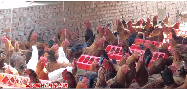 喀喇沁旗:特色产业闯新路 绿色发展劲头足3.png