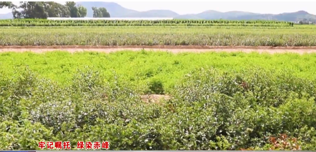 喀喇沁旗:特色产业闯新路 绿色发展劲头足8.png